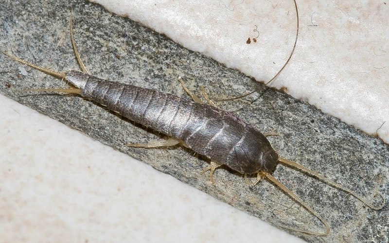 Чешуйница (lepisma saccharina)