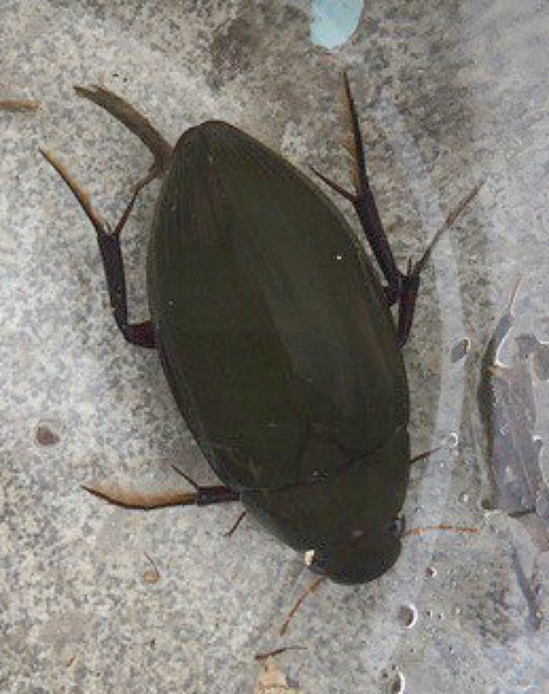 Водолюб большой черный – Hydrophilus piceus(