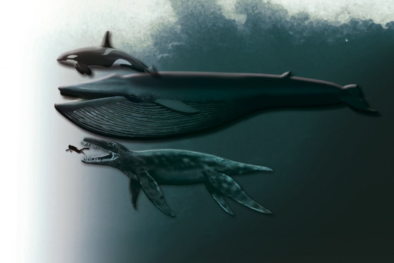 Синий кит хищник (64 фото)