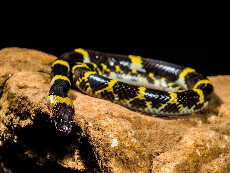 Lycodon Laoensis