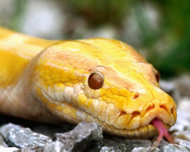 Thamnophis Marcianus Albino