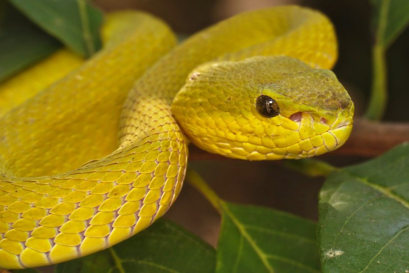 Morelia viridis желтый