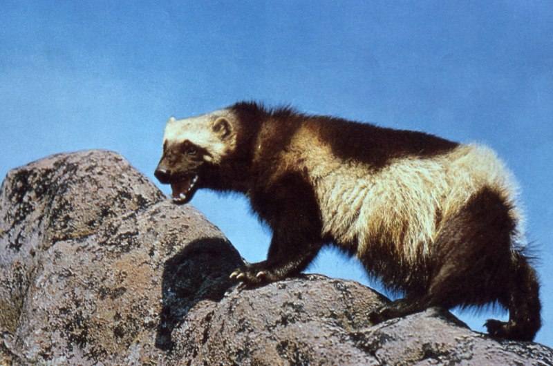 Росомаха (Gulo Gulo)