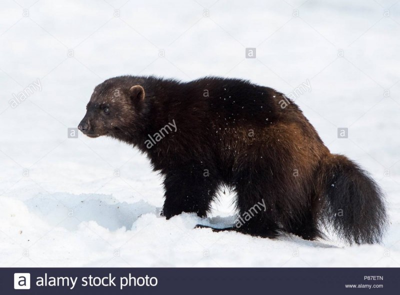 Росомаха Северной Америки