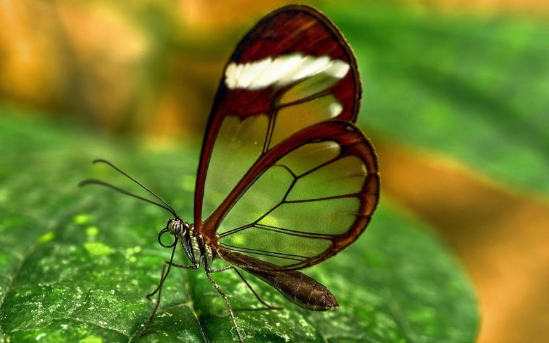 Morpho Thamyris