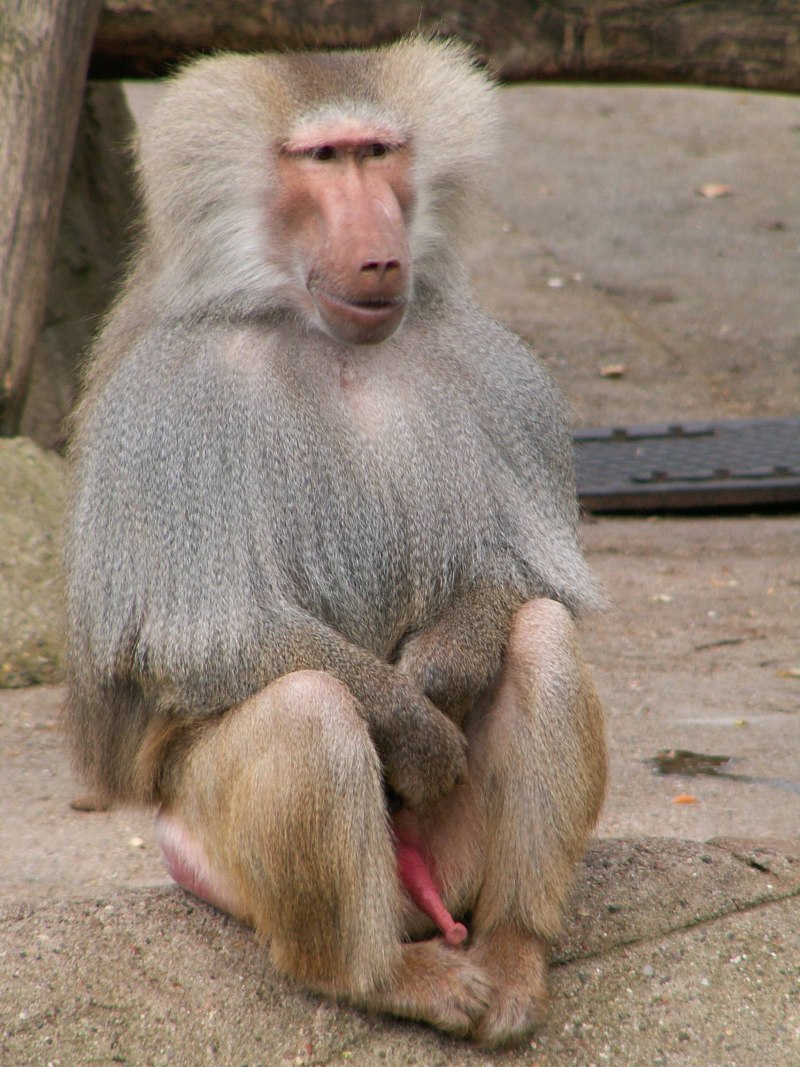 Горилла, самка