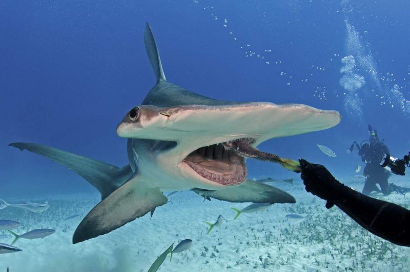 Большая акула молот (69 фото)