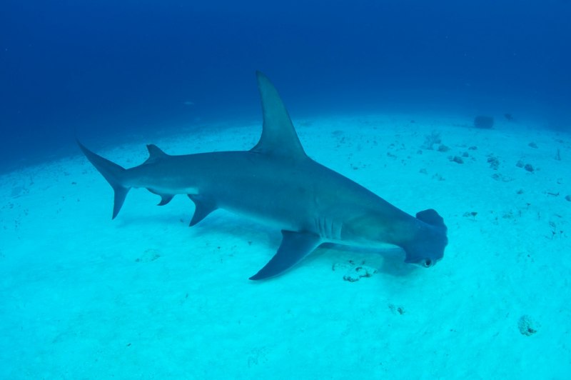 Sphyrna mokarran