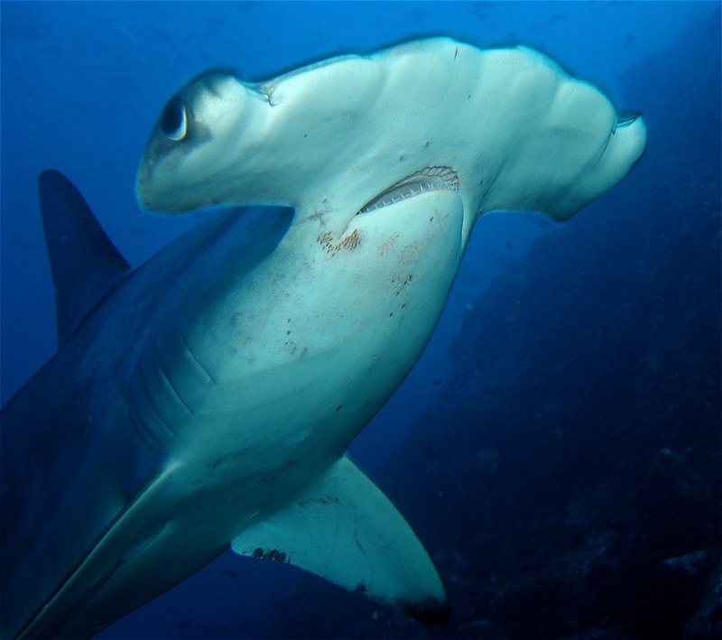 Sphyrna Zygaena