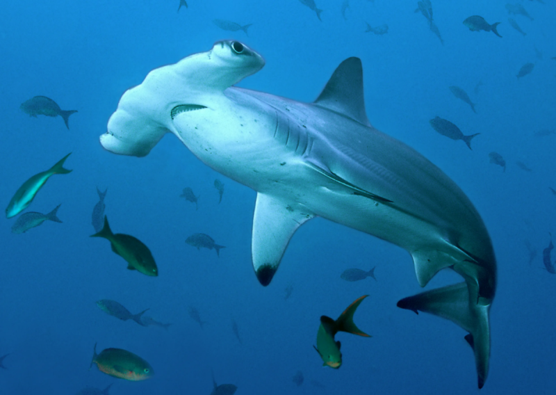 Sphyrna Zygaena