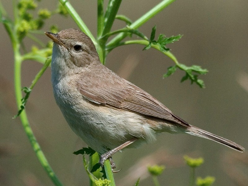 Садовая камышевка (Acrocephalus dumetorum) ареал
