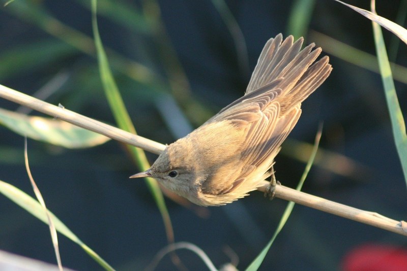Камышевка-барсучок - Acrocephalus schoenobaenus