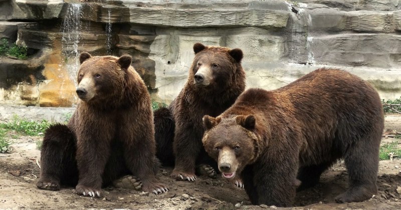 Самая большая Панда