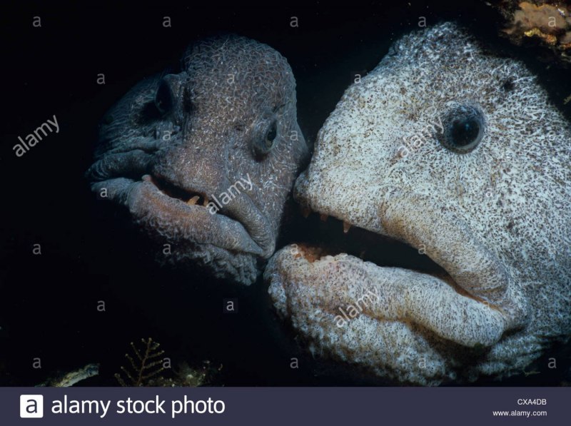 Atlantic Wolffish