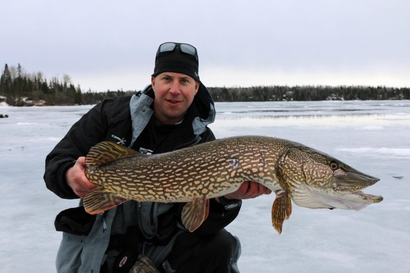 Esox reichertii — Амурская щука