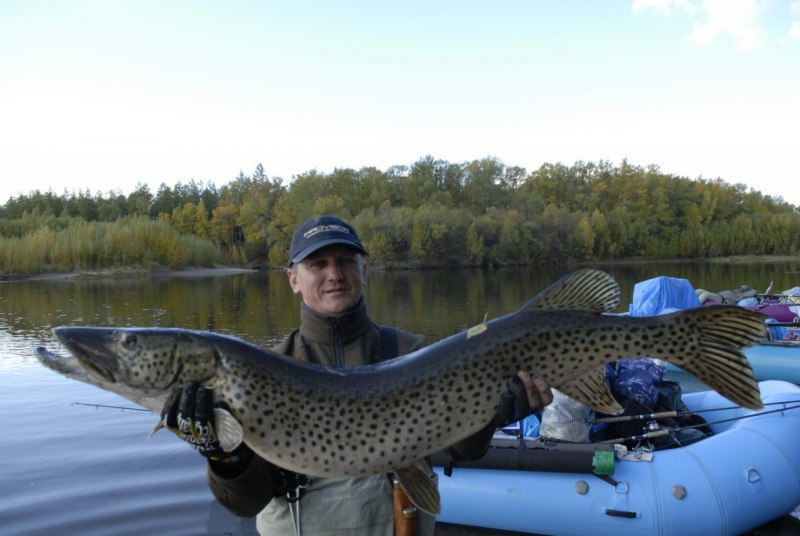 Esox reichertii щука