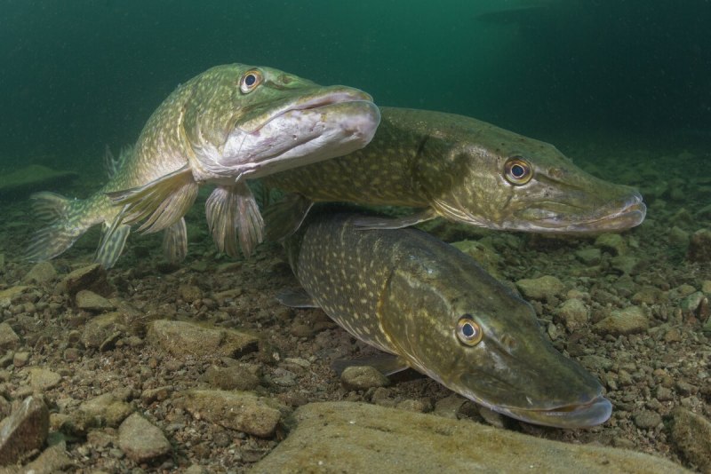 Щука Esox Lucius