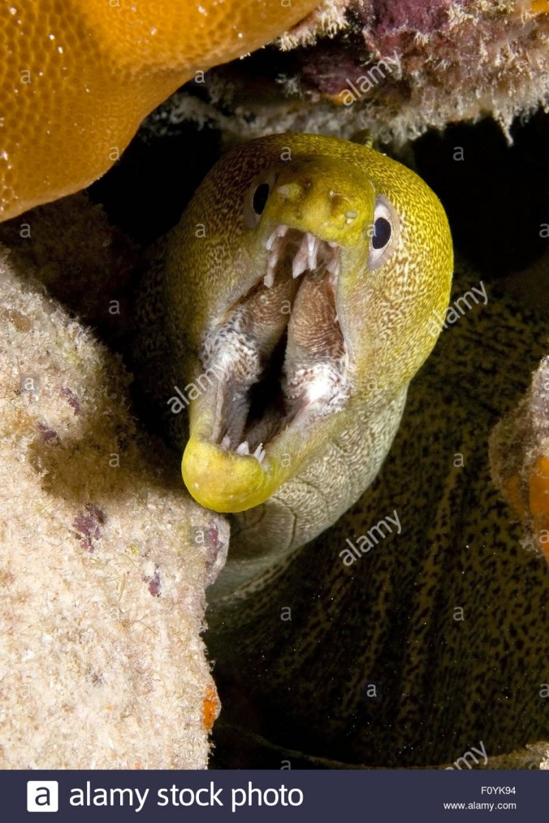 Gymnothorax javanicus