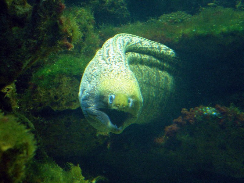 Морская змея мурена