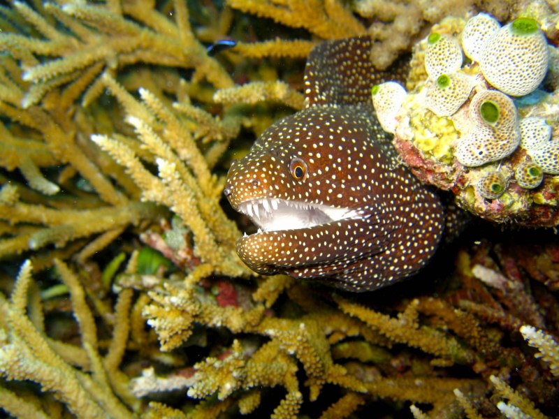 Giant Moray - гигантская мурена
