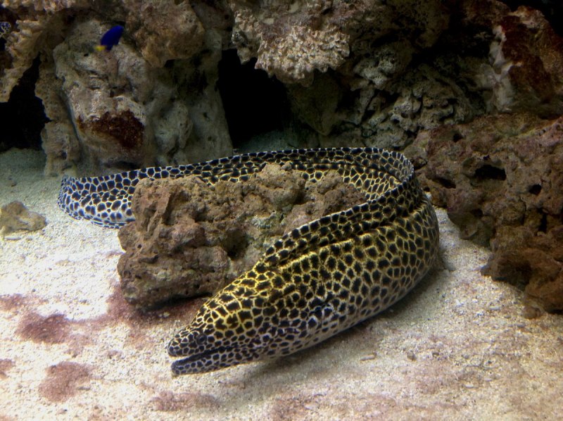 Gymnothorax javanicus