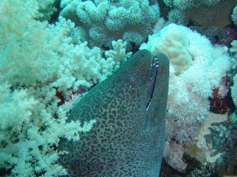 Morena Fish