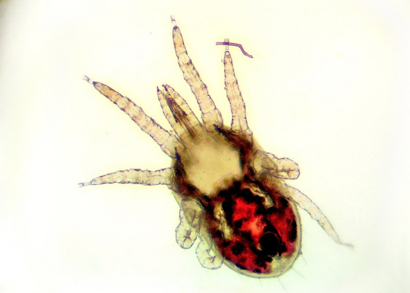 Куриный клещ (Dermanyssus gallinae)