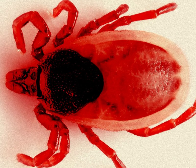 Dermanyssus gallinae строение