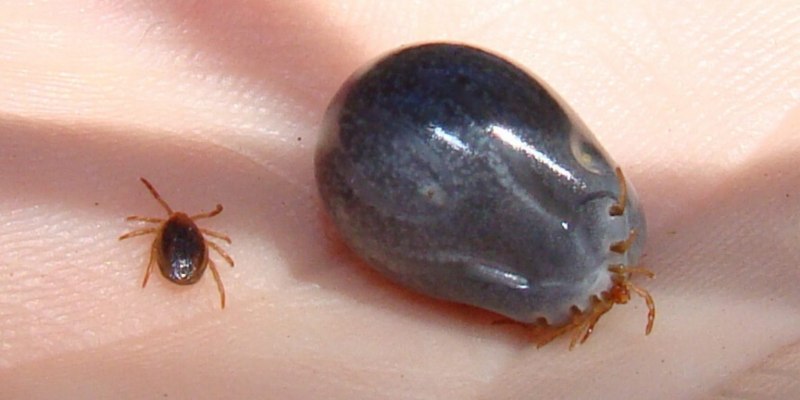 Alveonasus Lahorensis