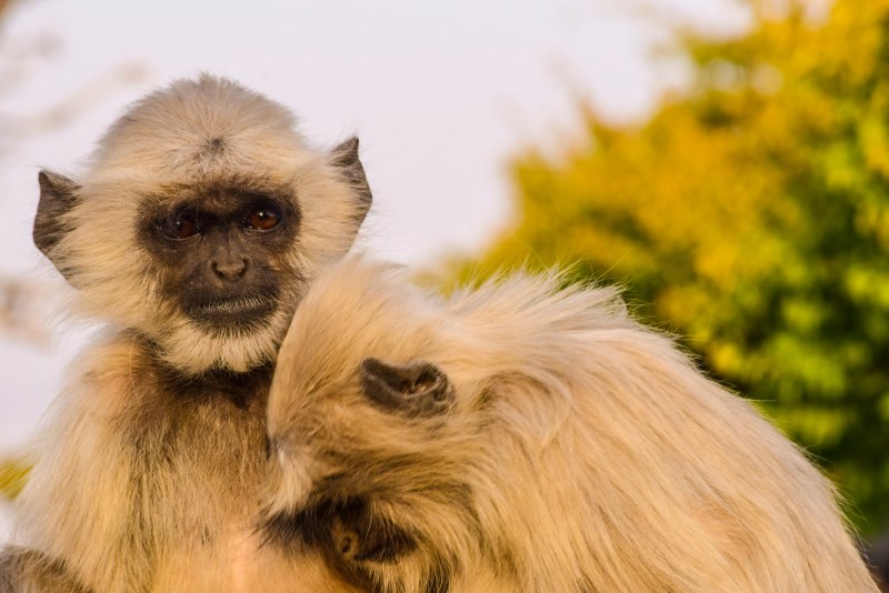 Semnopithecus hypoleucos