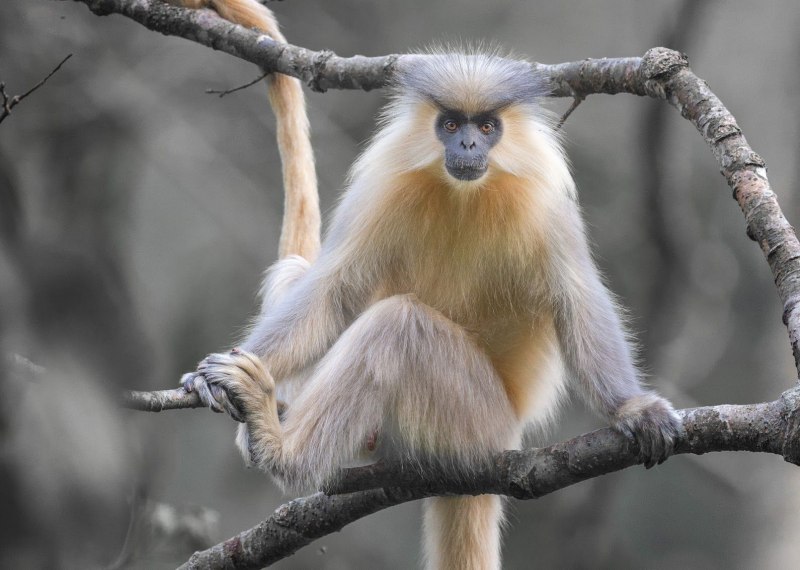 Trachypithecus Germaini