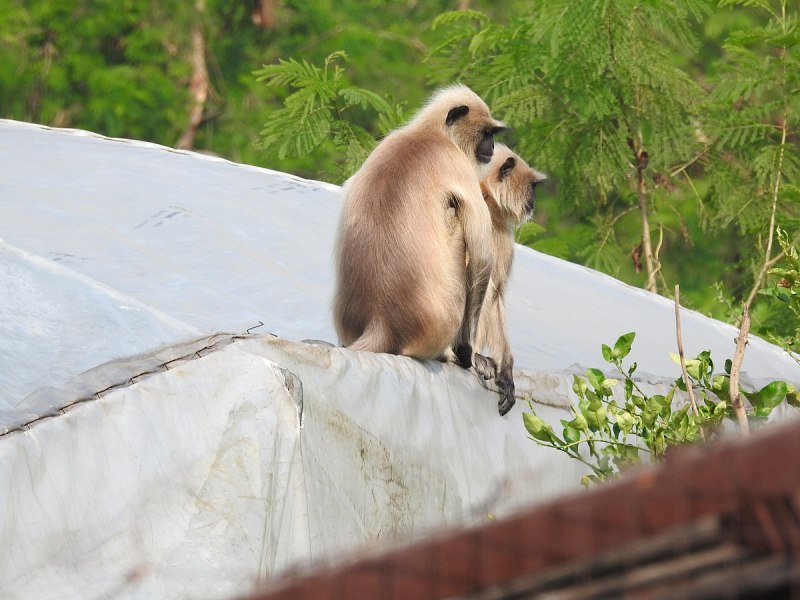 Semnopithecus dussumieri