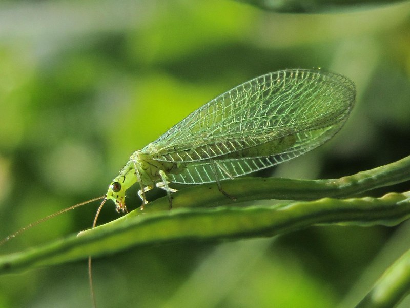 Neuroptera сетчатокрылые