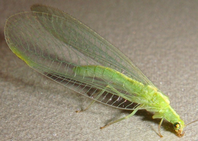 Златоглазка Chrysopa