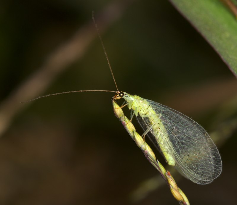 Chrysopidae (златоглазка)