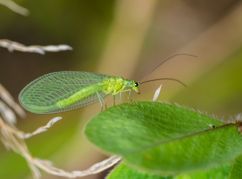 Златоглазка насекомое (70 фото)