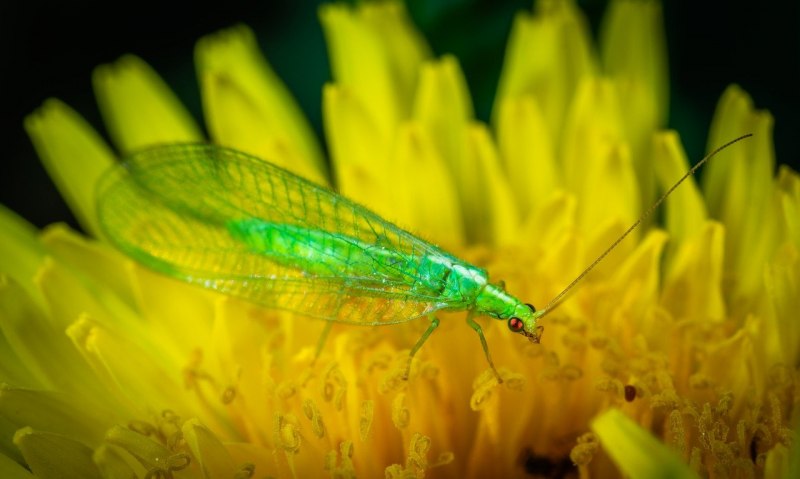 Златоглазка обыкновенная Chrysoperla carnea