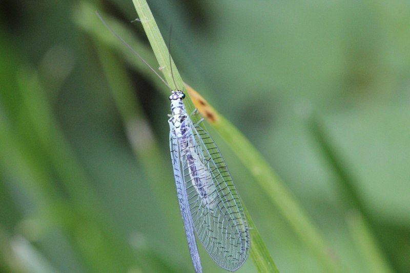 Златоглазка обыкновенная Chrysoperla carnea