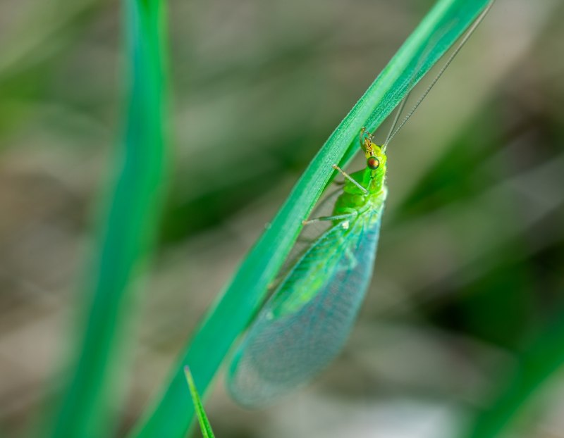 Chrysopidae (златоглазка)