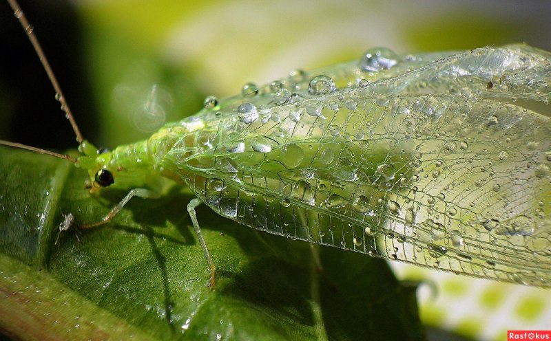 Chrysopidae (златоглазка)
