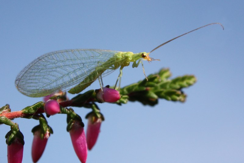 Chrysopidae (златоглазка)