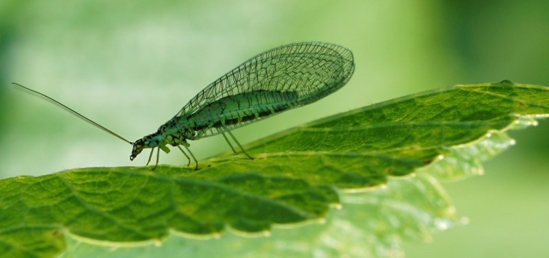 Chrysopidae (златоглазка)