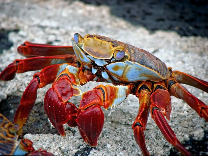 Scylla serrata