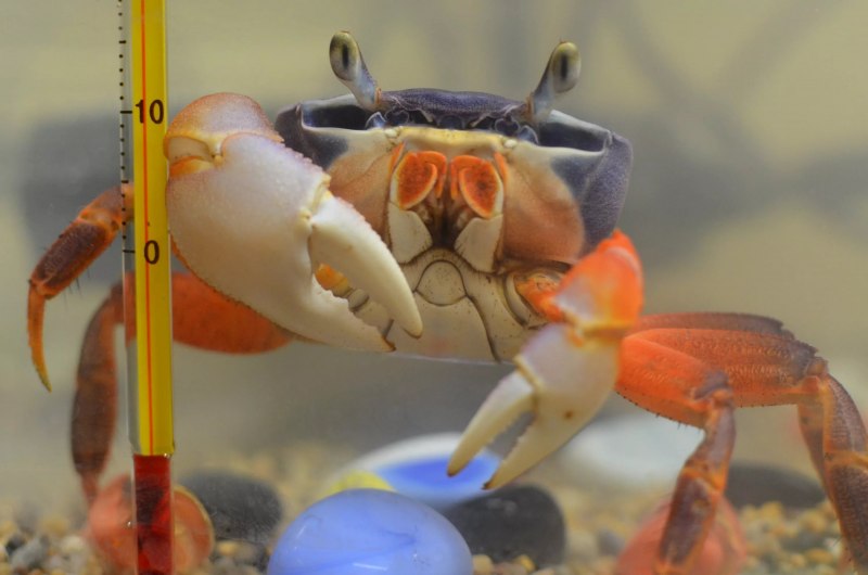 Gecarcinus ruricola