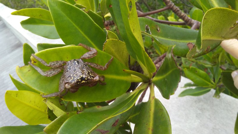 Scylla serrata