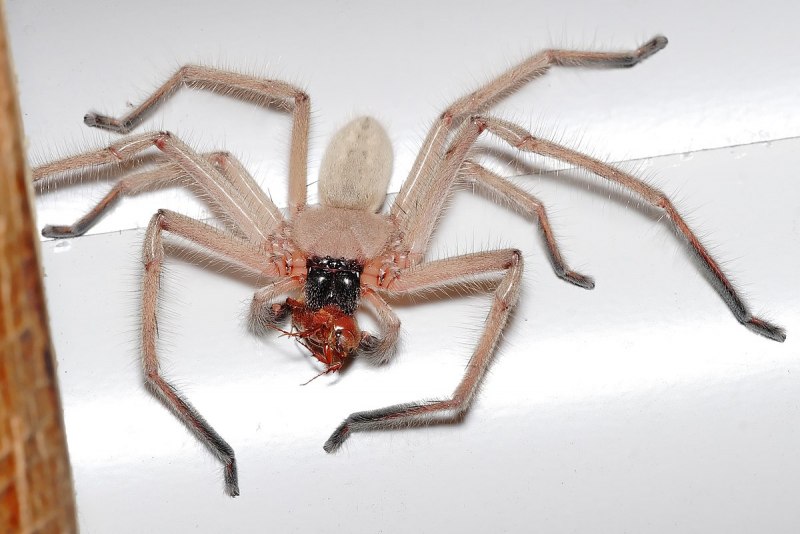 Паук Loxosceles reclusa