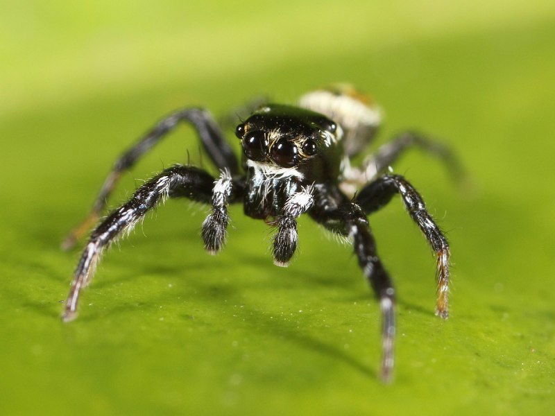 Hypochilus petrunkevitchi