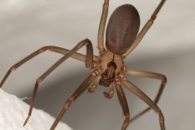 Zoropsis spinimana