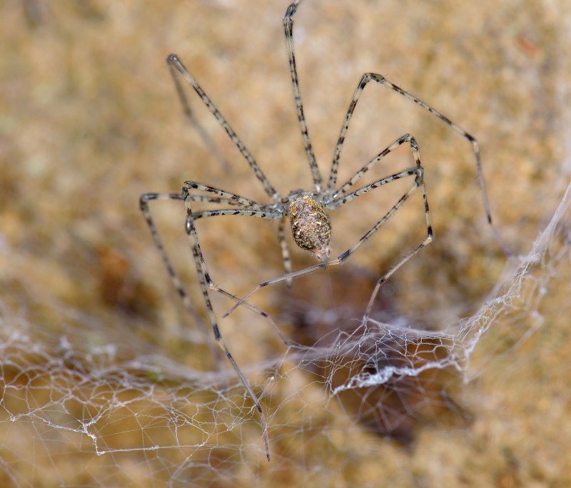 Neoscona adianta