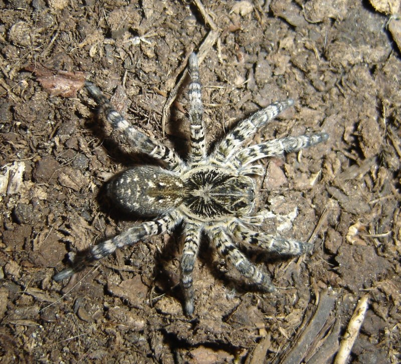 Argiope Aetherea